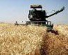 e1460102531772 - رکورد ۵۰ ساله تولید گندم در کرمان شکسته شد