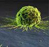 e1461251397193 - مقابله با تومورسرطانی با استفاده از ویروس گیاهی