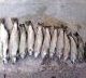 e1462633419771 - افزایش قیمت ۵ نوع ماهی در بازار/ قزل‌آلا ارزان شد