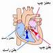قلب - تعویض نخستین دریچه قلب به روش تپنده در مشهد