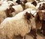 1 e1466939529181 - قیمت هرکیلوگرم گوسفند زنده ۱۲۵ هزارریال/دولت از خروج دام قاچاق جلوگیری کند