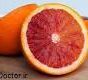 e1468147040841 - توقف سرطان ریه با ترکیبات پرتقال خونی