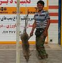 e1469993097537 - شکار موش ۲۷ کیلویی در بوشهر
