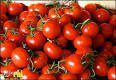 گوجه - گوجه فرنگی یک ماه دیگر ارزان می‌شود/ نرخ جدید انواع میوه‌