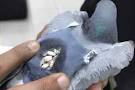 کبوتر - دستگیری کبوتری که مواد مخدر حمل می کرد