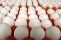 مرغ e1514824720860 - بازار تخم مرغ باتوزیع محصولات وارداتی کنترل می‌شود