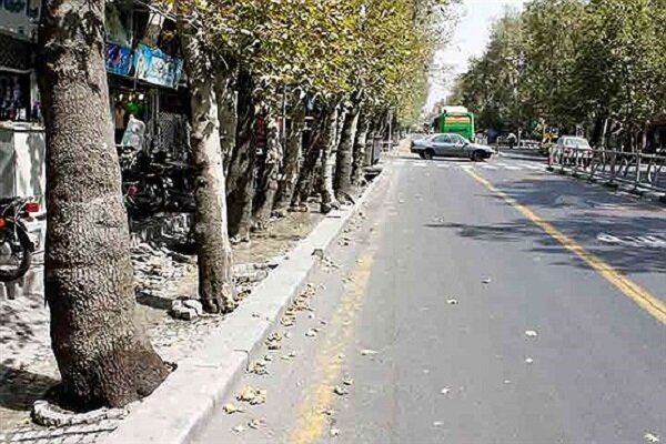 1590533 - آزادسازی ۹۰ هزار اصله درخت در معابر فرعی مشهد